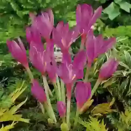 Lilac Bedder